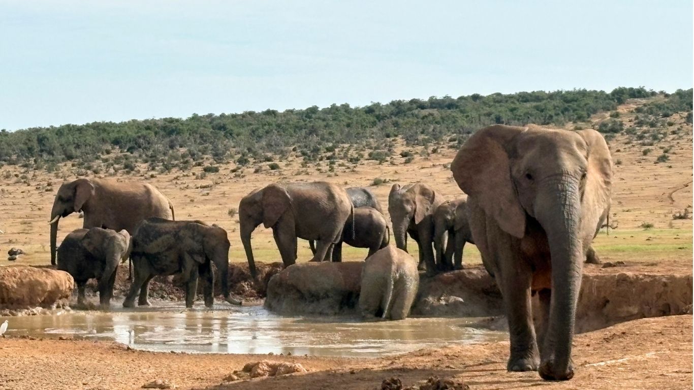 南アフリカの象の群れ